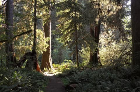 Olympic Peninsula, bank 1, frame 16 of 55