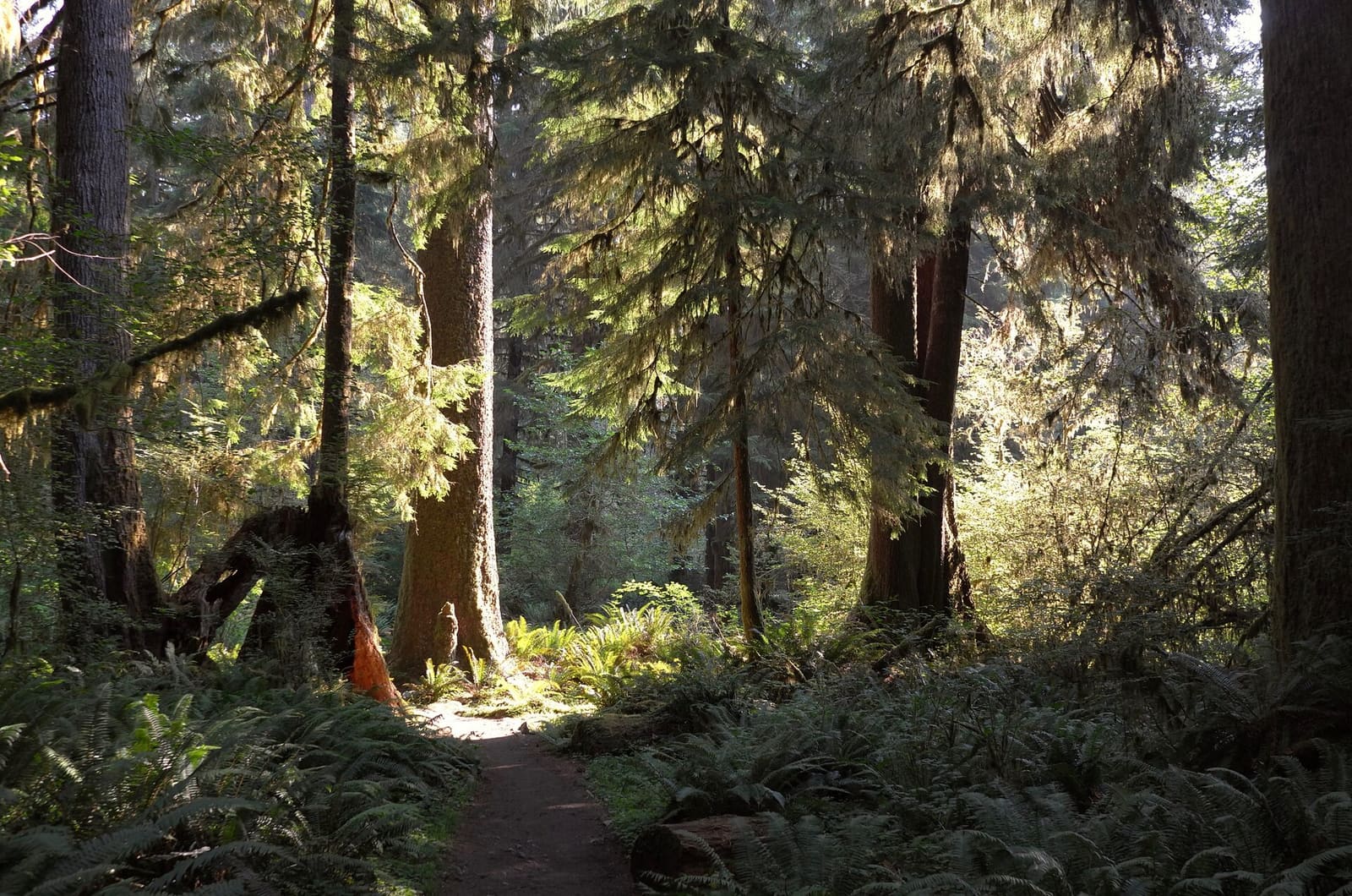 Olympic Peninsula, bank 1, frame 16 of 55
