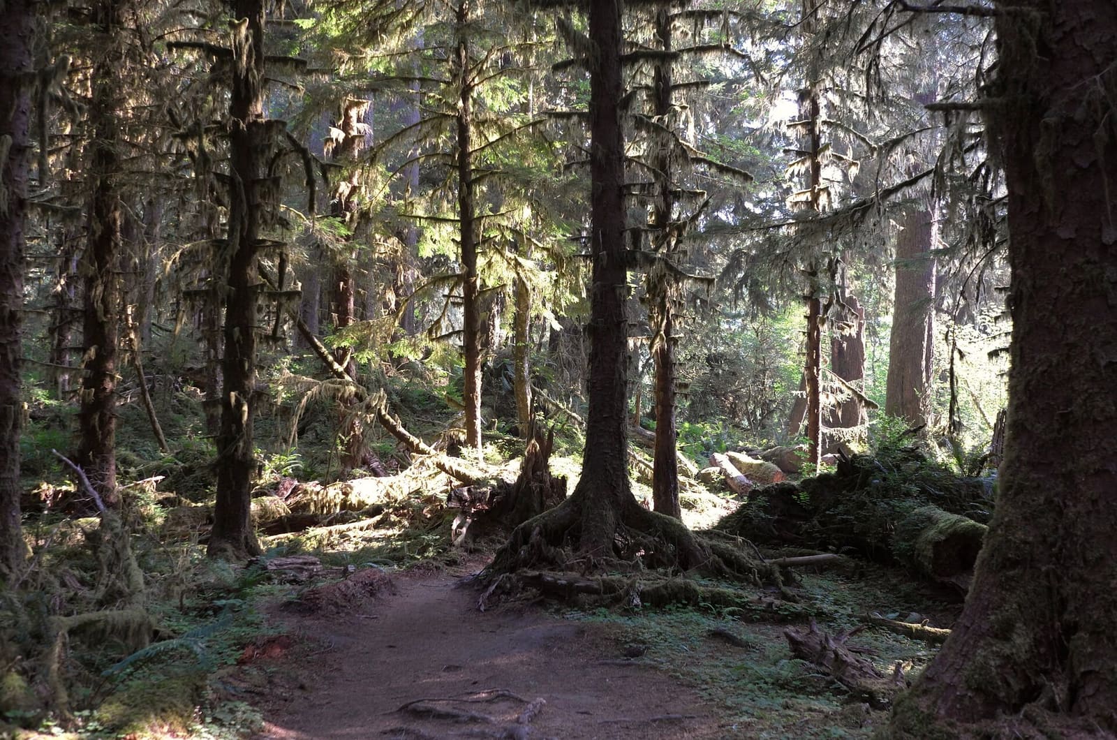 Olympic Peninsula, bank 1, frame 19 of 55