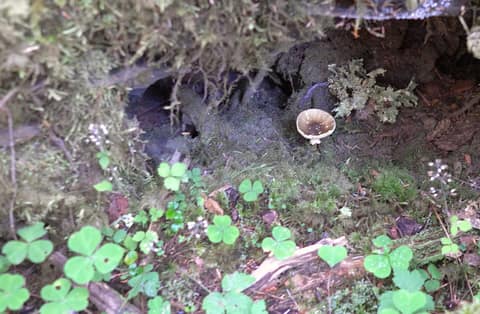 Olympic Peninsula, bank 1, frame 20 of 55