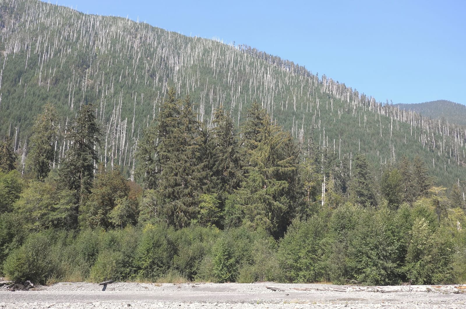 Olympic Peninsula, bank 1, frame 35 of 55