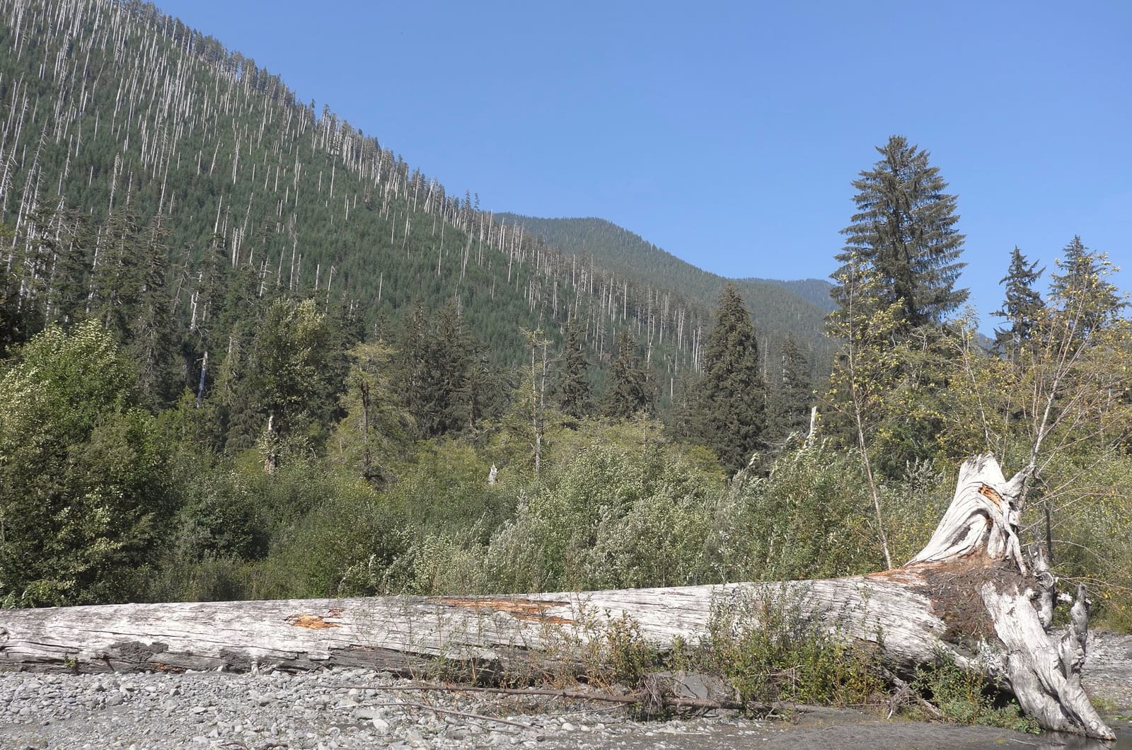 Olympic Peninsula, bank 1, frame 44 of 55