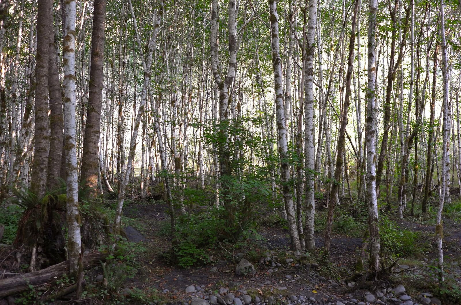 Olympic Peninsula, bank 1, frame 51 of 55