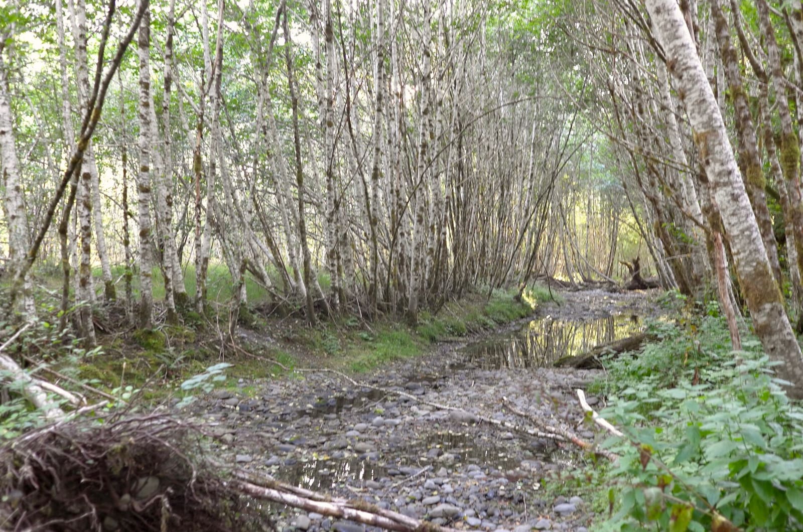 Olympic Peninsula, bank 1, frame 53 of 55