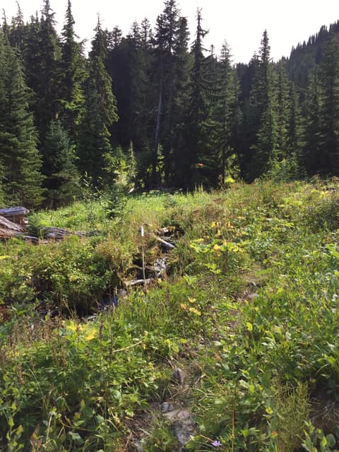 Olympic Peninsula, bank 2, frame 15 of 70