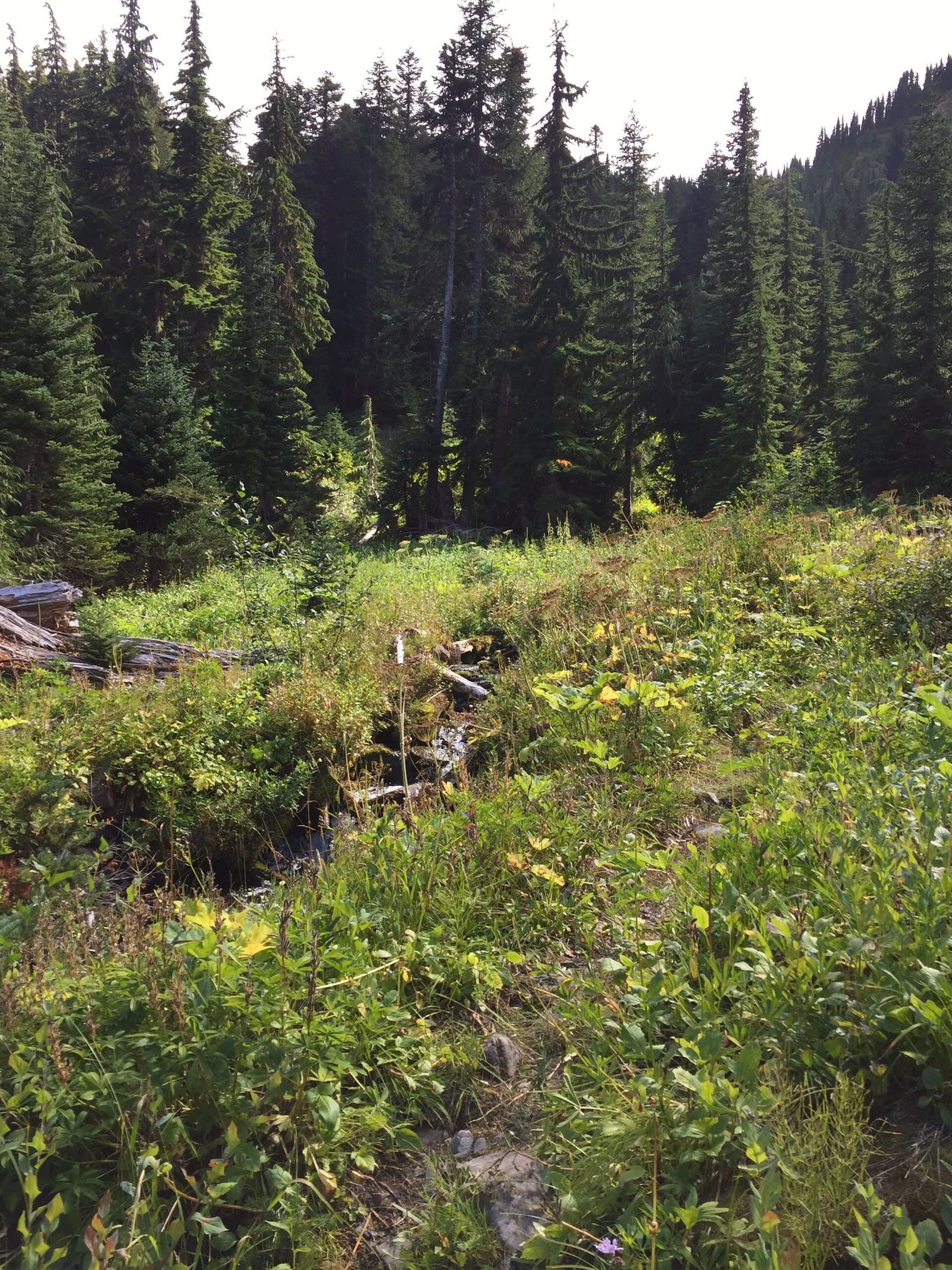 Olympic Peninsula, bank 2, frame 15 of 70