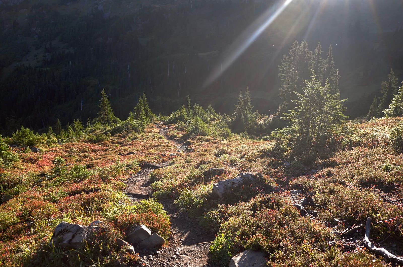 Olympic Peninsula, bank 2, frame 26 of 70