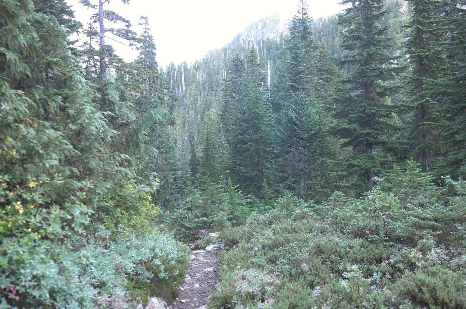 Olympic Peninsula, bank 2, frame 27 of 70