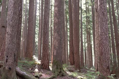 Olympic Peninsula, bank 2, frame 43 of 70