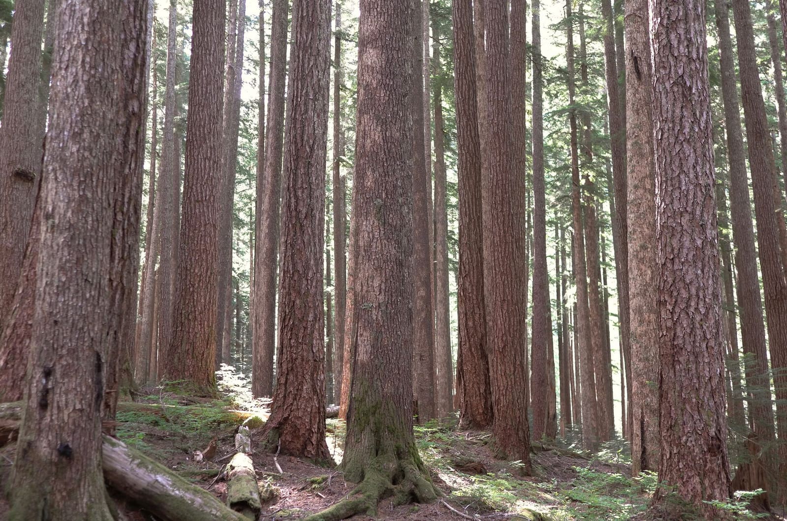 Olympic Peninsula, bank 2, frame 43 of 70