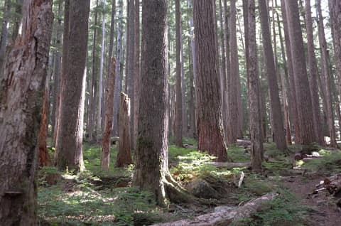 Olympic Peninsula, bank 2, frame 44 of 70
