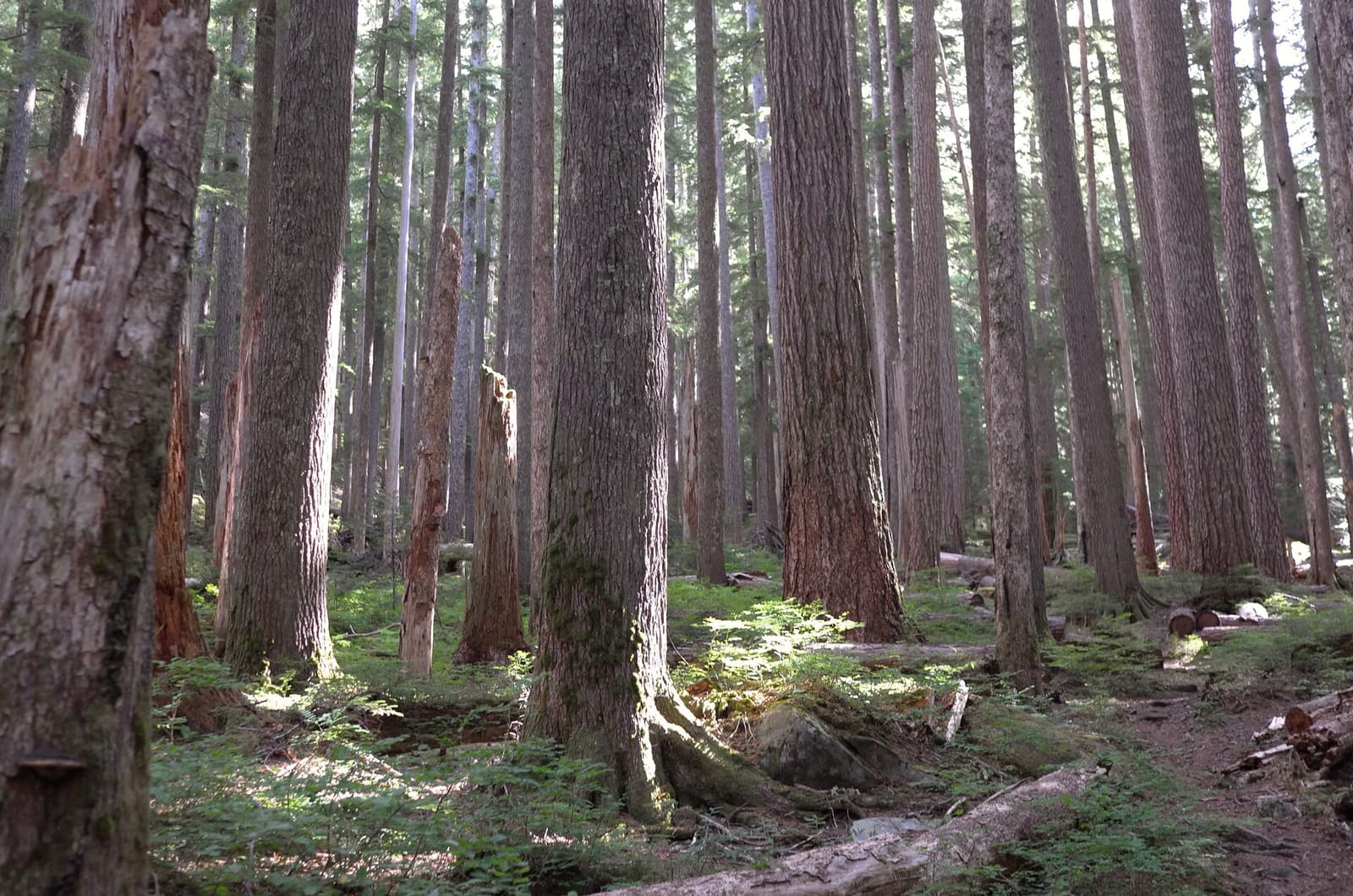Olympic Peninsula, bank 2, frame 44 of 70