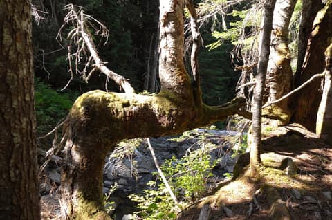 Olympic Peninsula, bank 2, frame 55 of 70