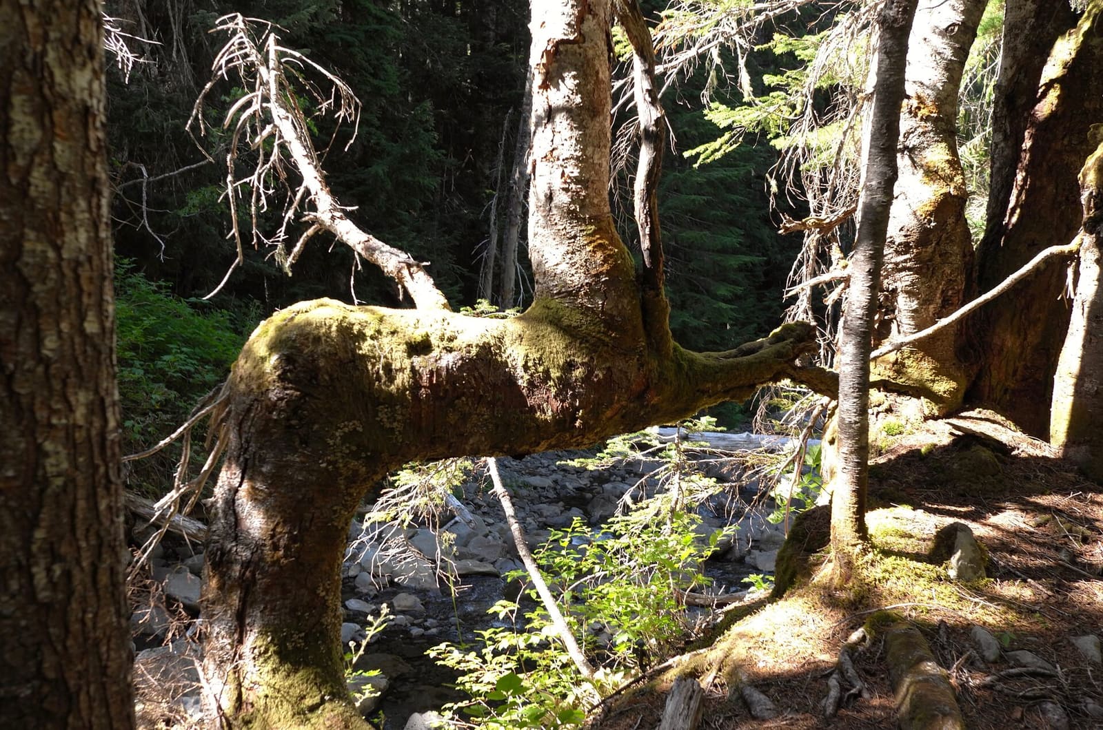 Olympic Peninsula, bank 2, frame 55 of 70