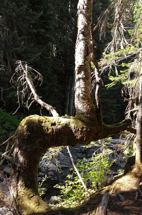 Olympic Peninsula, bank 2, frame 56 of 70