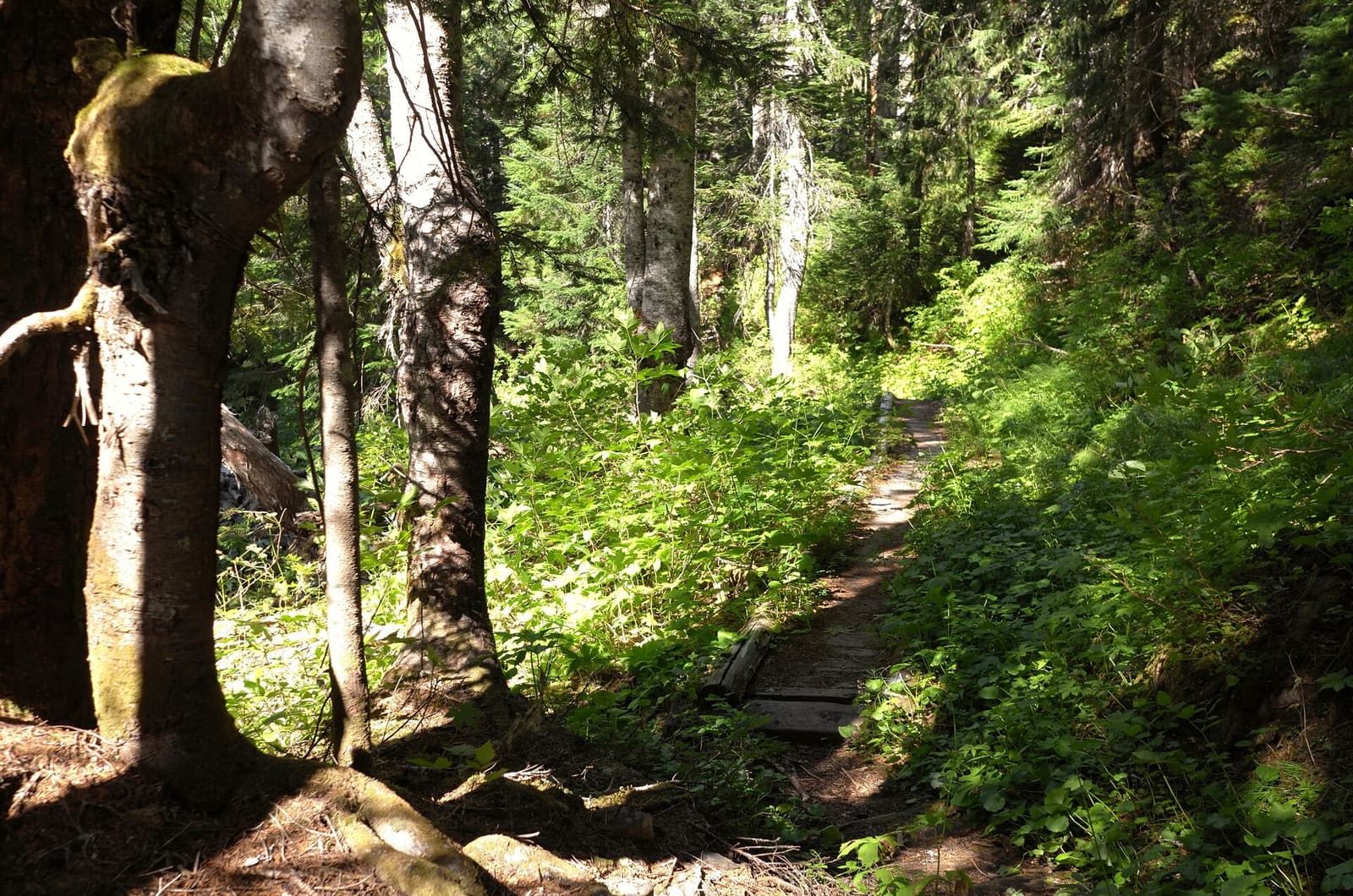 Olympic Peninsula, bank 2, frame 58 of 70