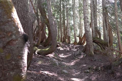 Olympic Peninsula, bank 2, frame 59 of 70