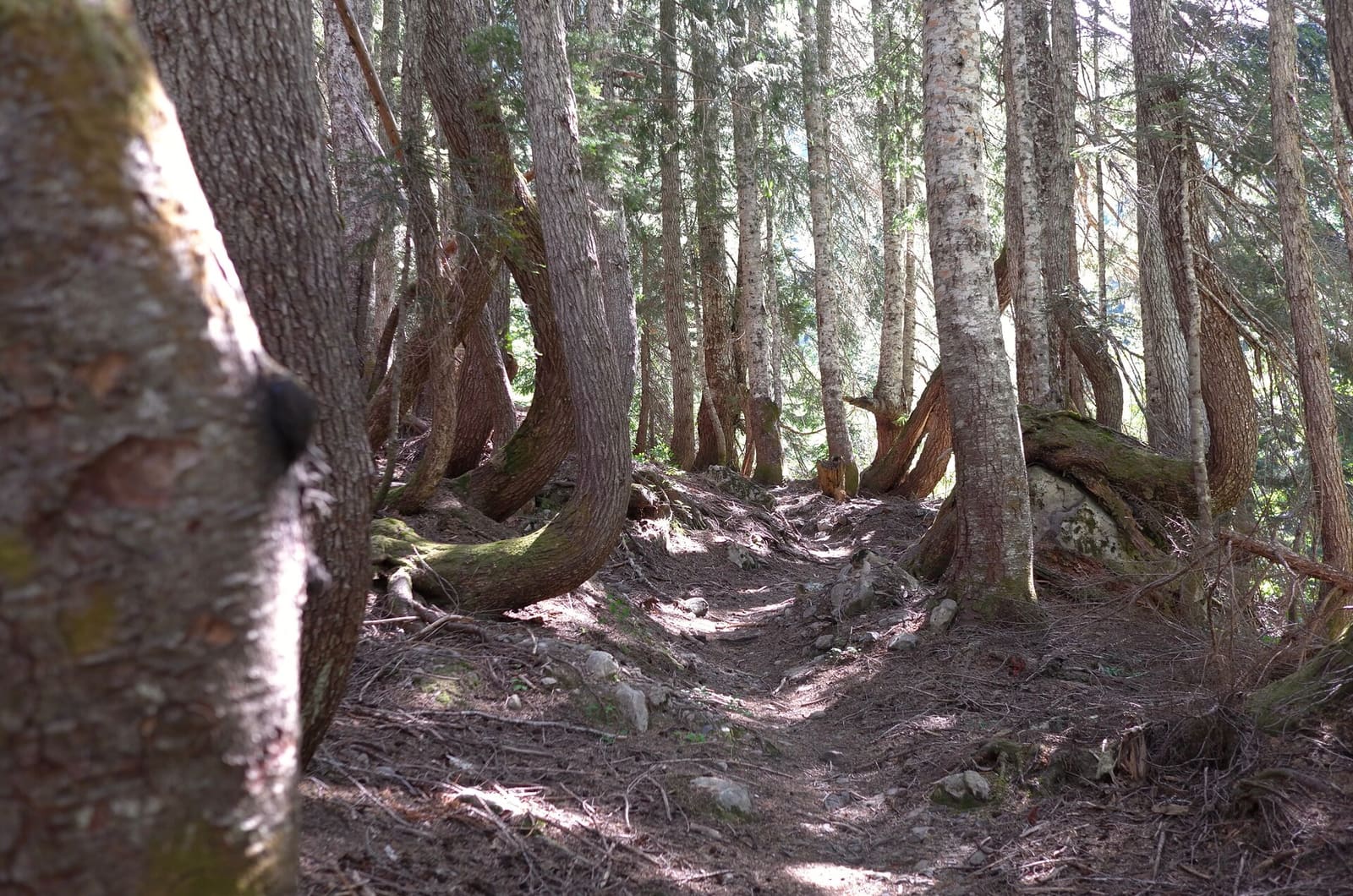 Olympic Peninsula, bank 2, frame 59 of 70