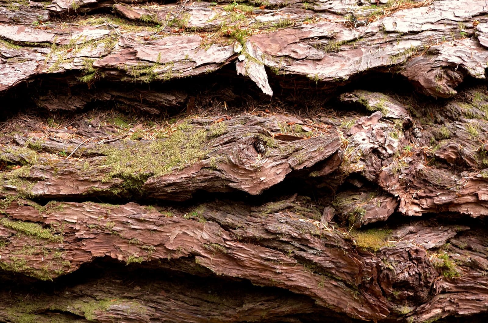Olympic Peninsula, bank 2, frame 62 of 70