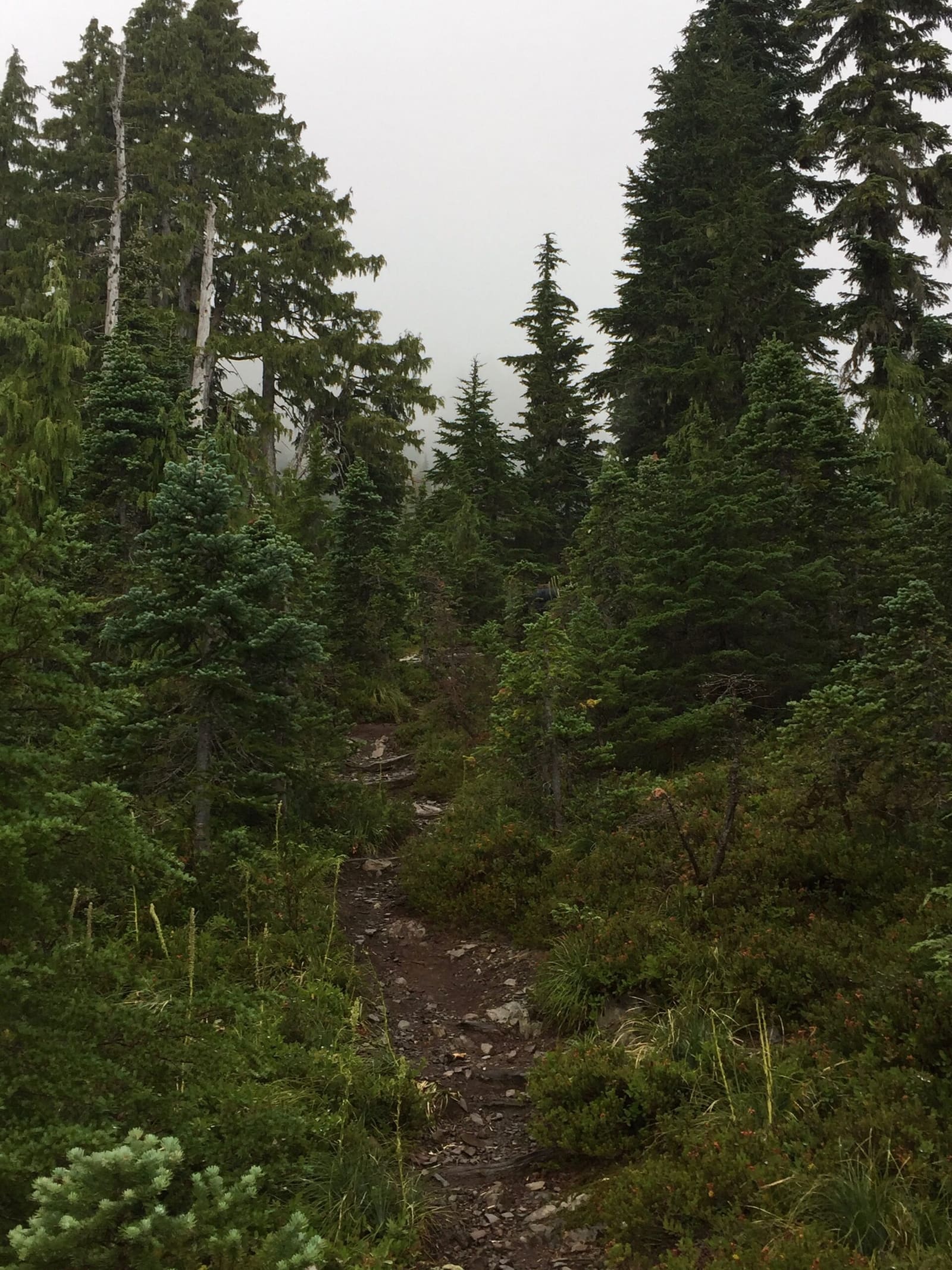 Olympic Peninsula, bank 3, frame 1 of 52