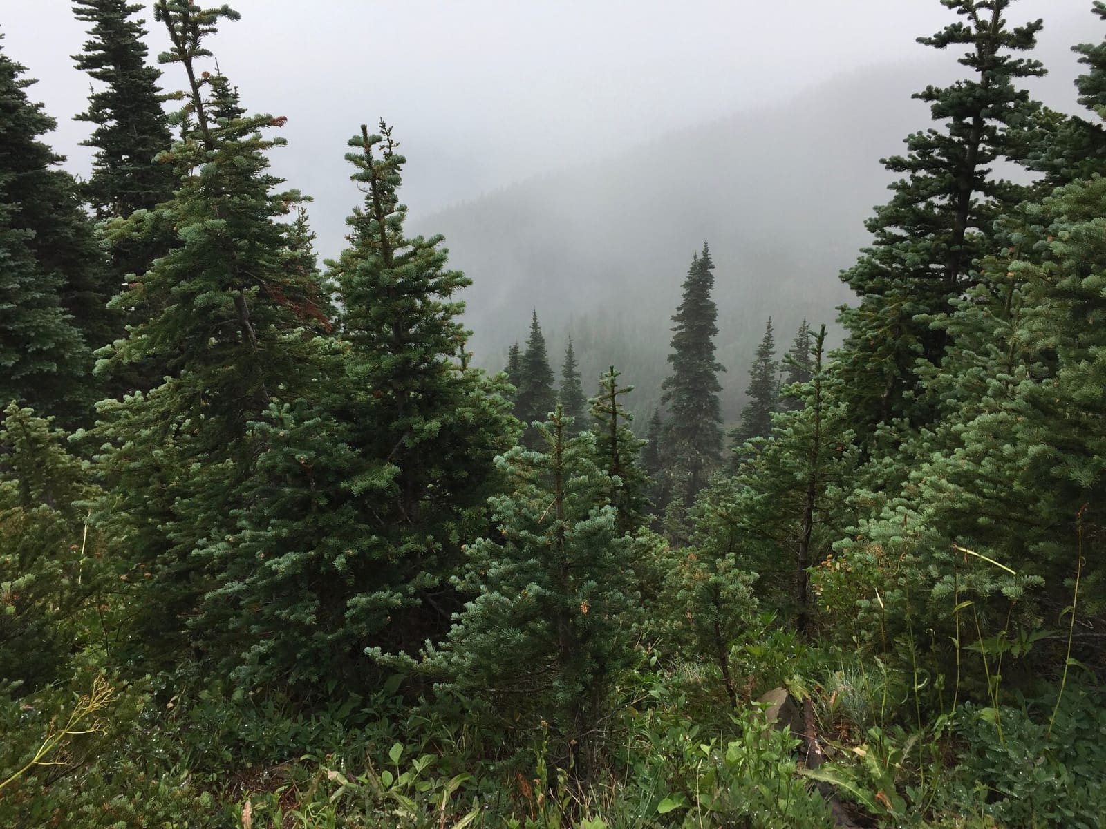 Olympic Peninsula, bank 3, frame 11 of 52