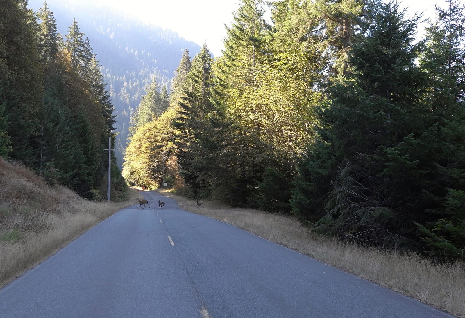 Olympic Peninsula, bank 6, frame 5 of 42