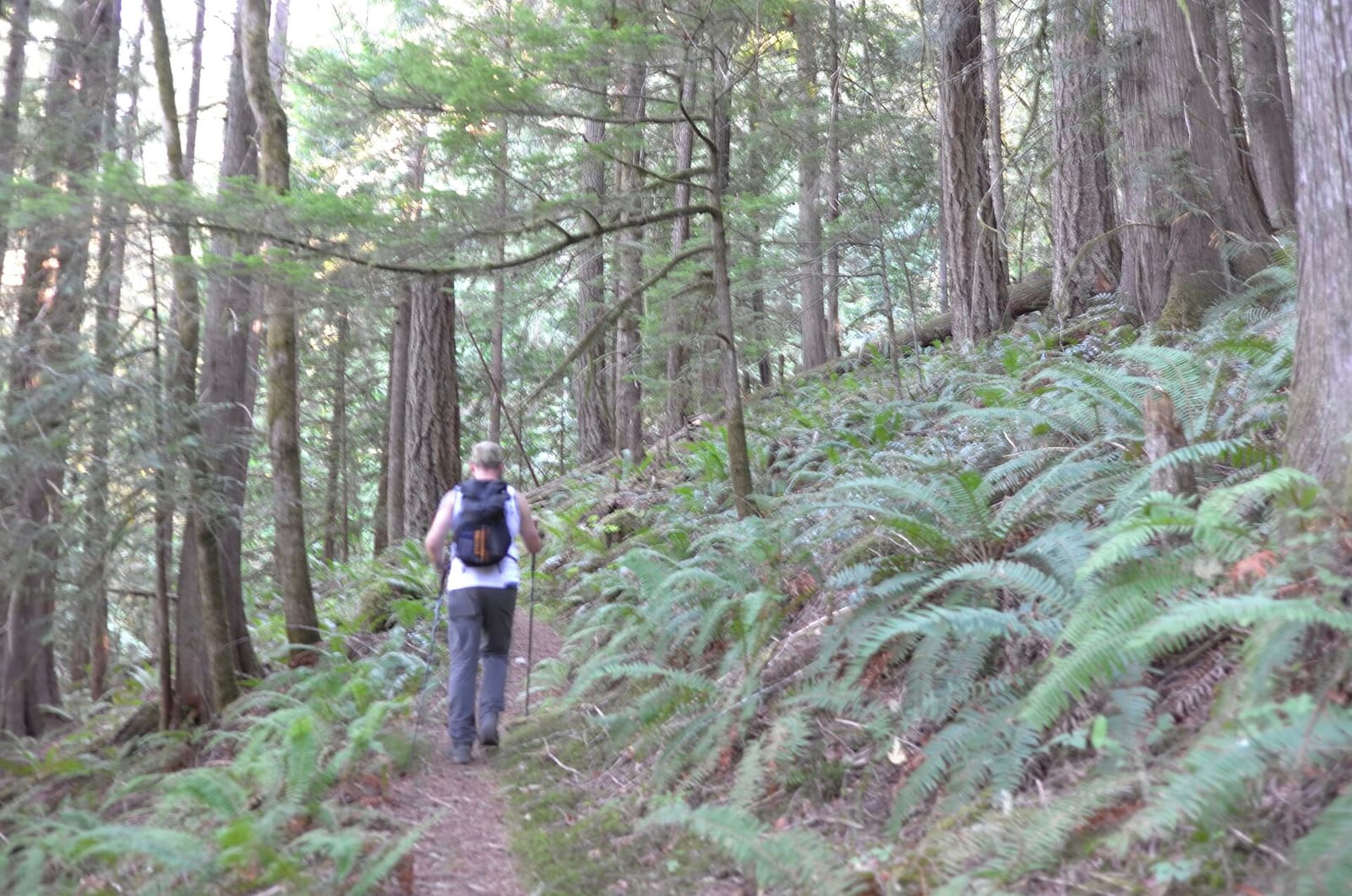 Olympic Peninsula, bank 6, frame 11 of 42