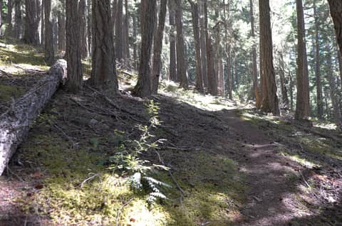 Olympic Peninsula, bank 6, frame 13 of 42