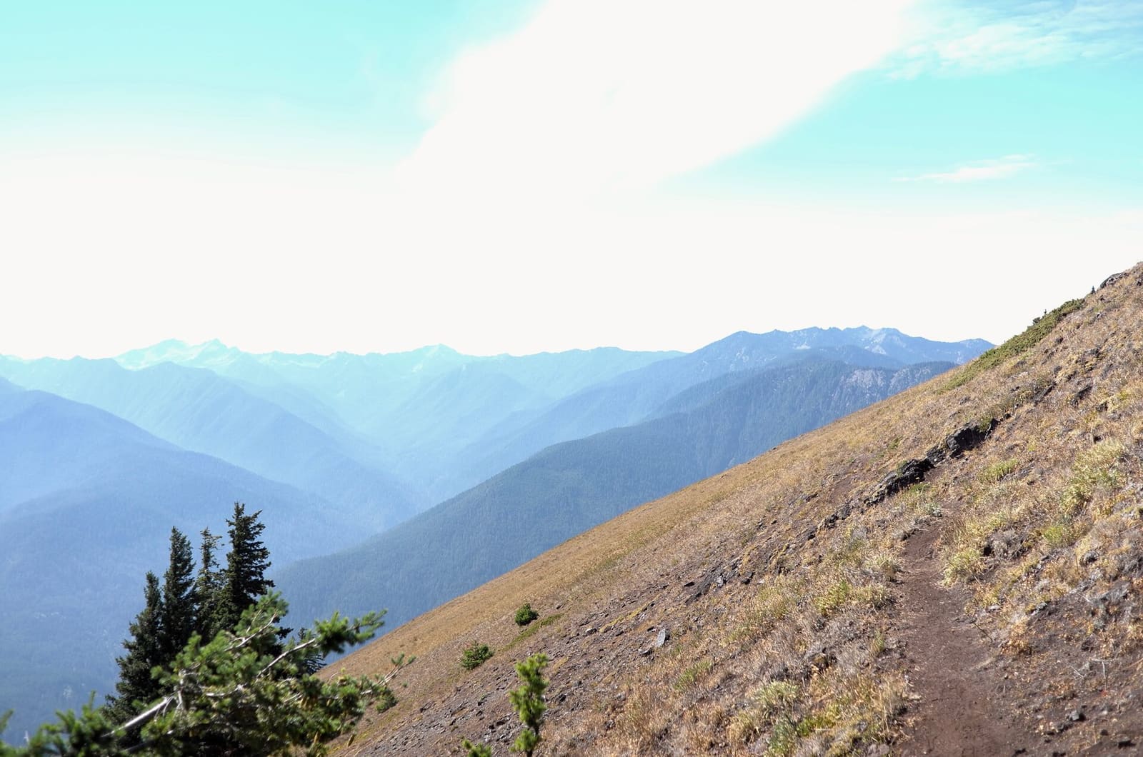 Olympic Peninsula, bank 6, frame 26 of 42