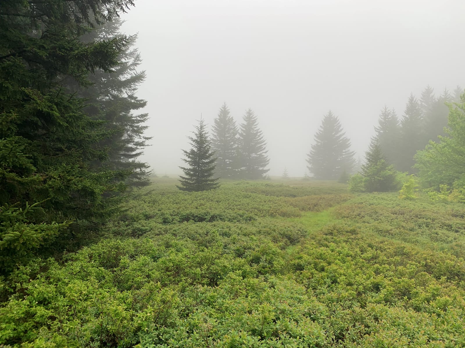 Dolly Sods Backpack Trip